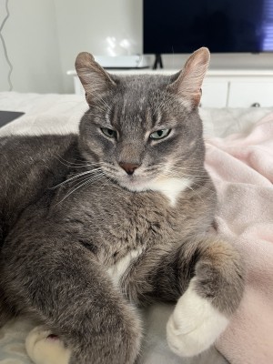 Photo of Loki