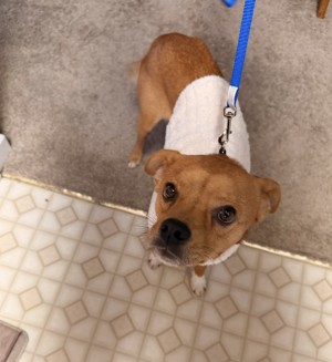 Photo of Krypto
