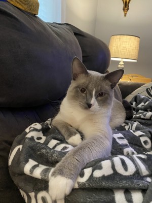 Photo of King
