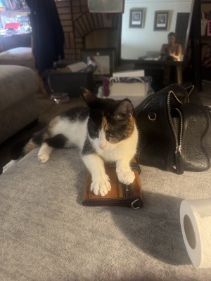 Photo of Patches