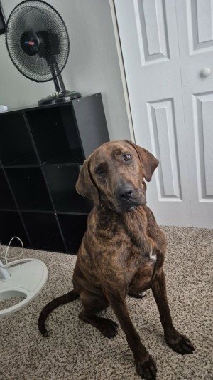 Photo of Nova