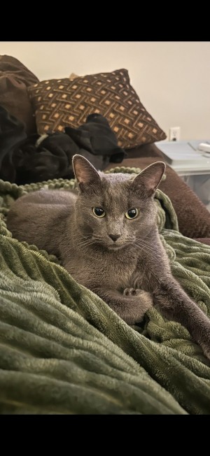 Photo of Stitch