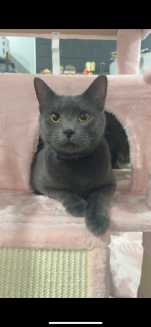 Photo of Bleu