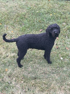 Photo of Rollo