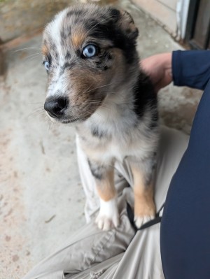 Photo of Goose