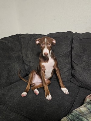 Photo of Coco