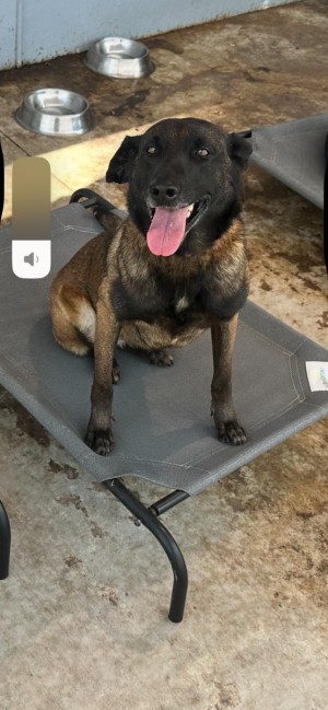 Photo of Shenzi