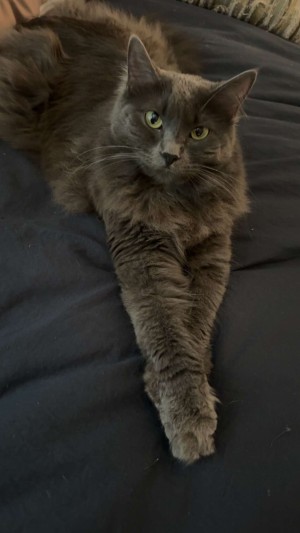 Photo of Roo