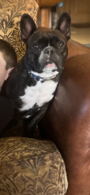Photo of Bertrum/Bert