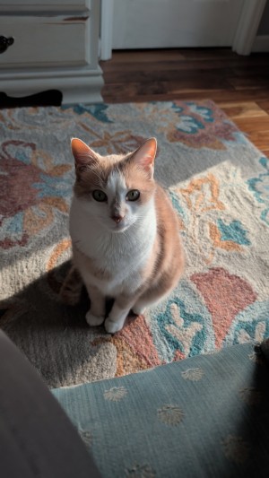 Photo of Simba