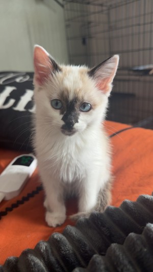 Photo of Loki