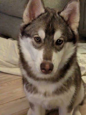 Photo of Luna