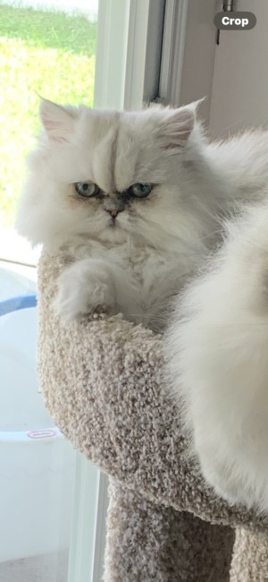 Photo of Victoria Rose