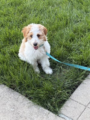 Photo of Daisy
