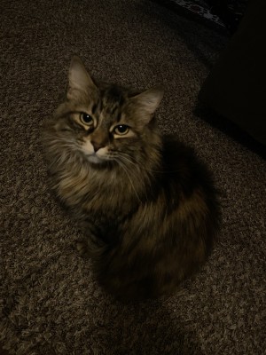 Photo of Doja