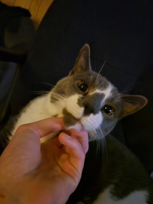Photo of Cali