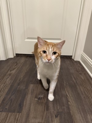 Photo of Whiskey