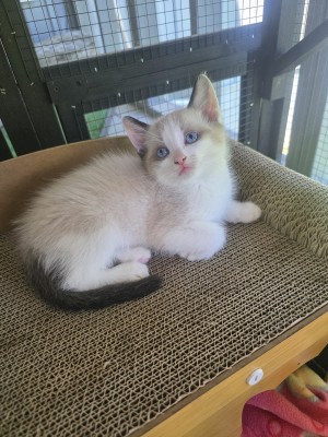Photo of Smores