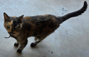 Photo of Copper