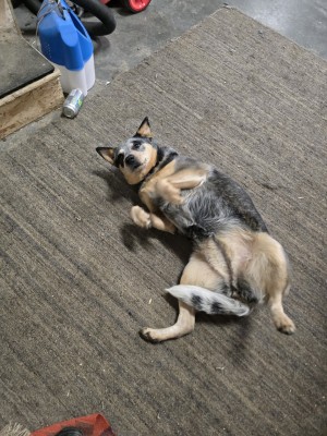 Photo of Pepper