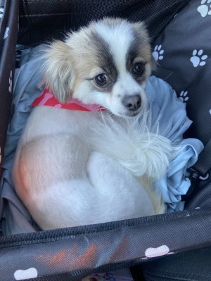Photo of Bianca