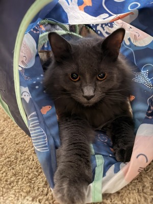 Photo of Shadow