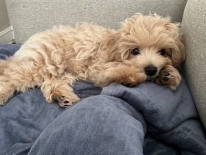 Photo of Daisy