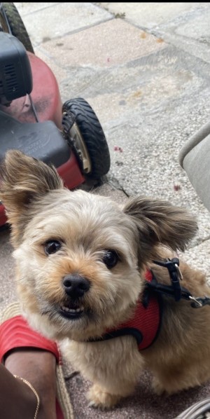 Photo of Braxton