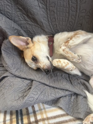 Photo of Bandit