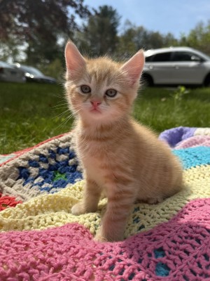 Photo of Cleo