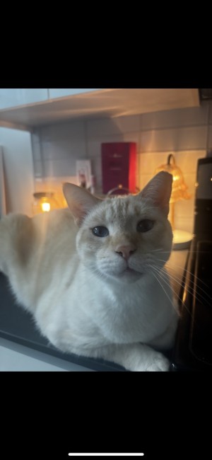 Photo of Bluey