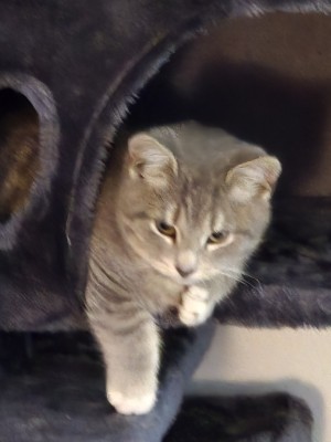 Photo of Benji