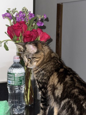 Photo of Mellow