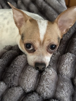 Photo of Nacho