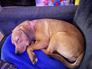 Photo of Honey