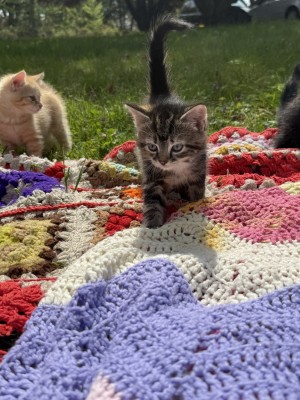 Photo of Taffy