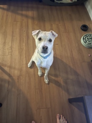 Photo of Sadie