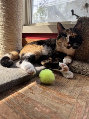 Photo of Meeka