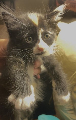 Photo of Honey