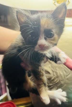 Photo of Olive