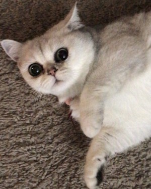 Photo of Lola