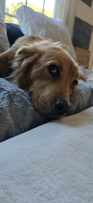 Photo of Bruno