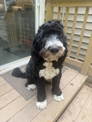 Photo of Ollie