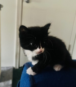 Photo of Pepper