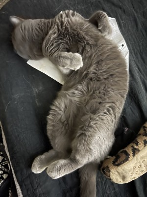 Photo of Avery