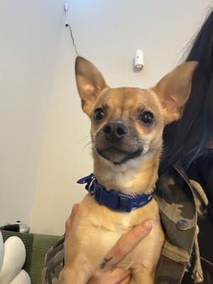 Photo of Otis