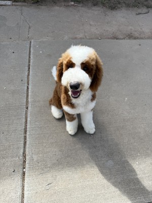 Photo of Chopper