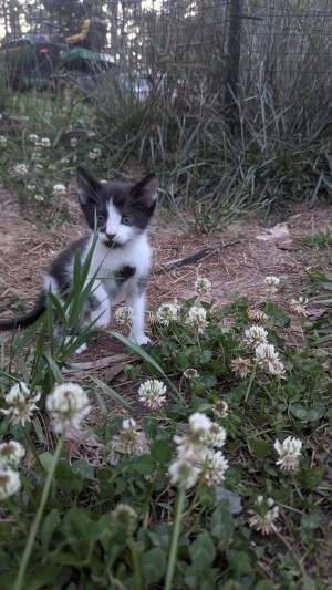 Photo of Lil Mellow