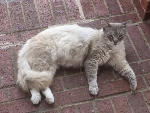 Photo of Blanco