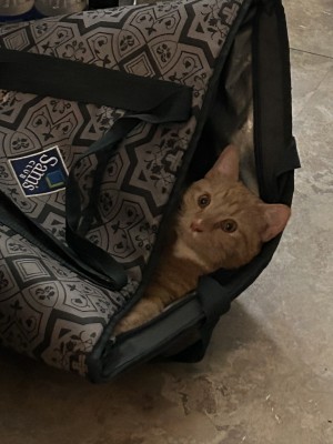 Photo of Chase